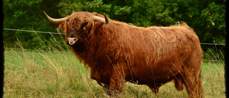 Highland Cattle vom Kühlenberg - Wissenswertes über Highlands
